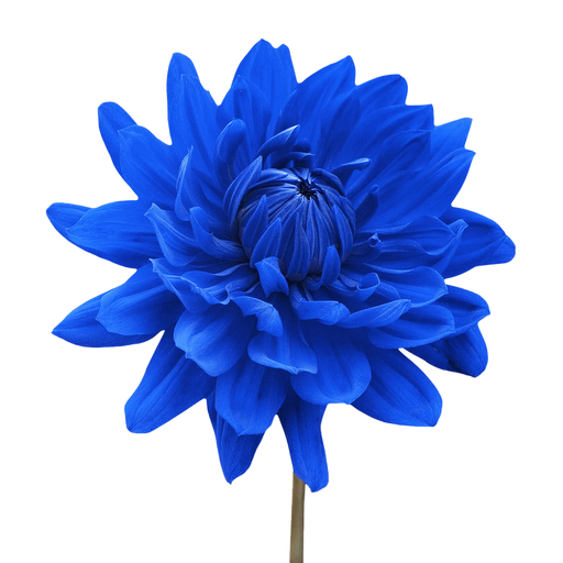 blaue blume