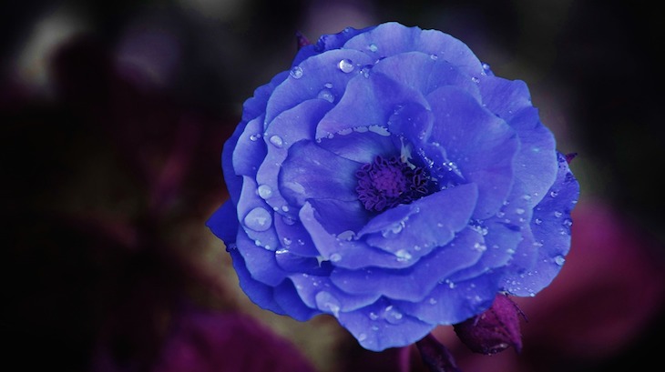 blaue-rose