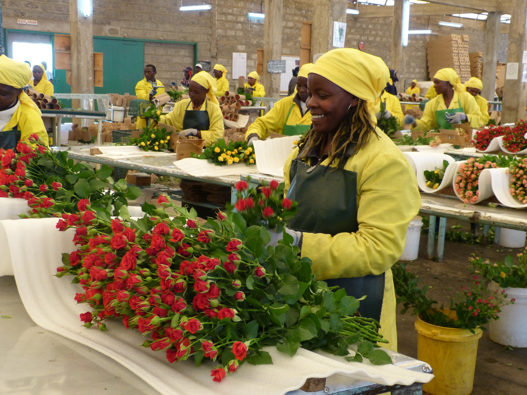 blumen aus afrika