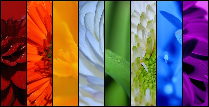 farben-der-rosen