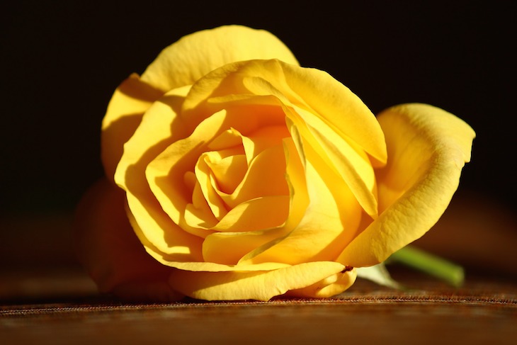 gelbe-rose