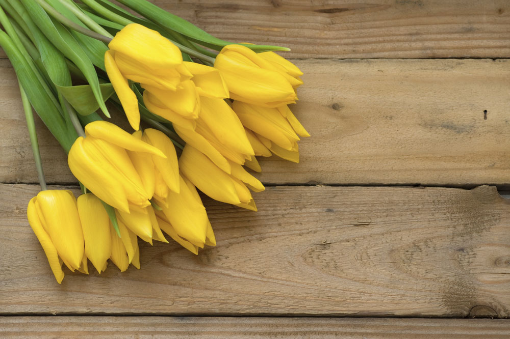 gelbe tulpen bedeutung