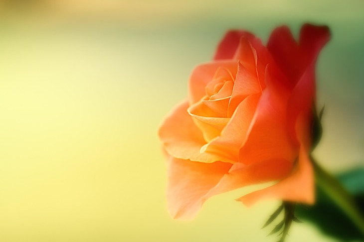 orangene-rose