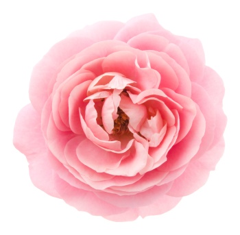 rosa blumen