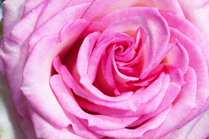 rosa-rose