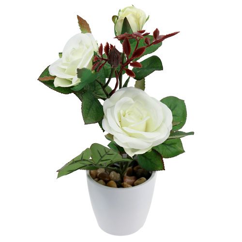 rose-im-topf