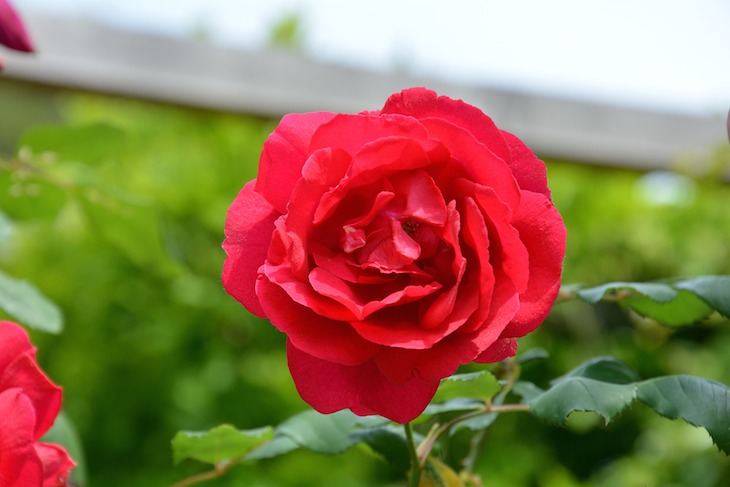 rote-rose