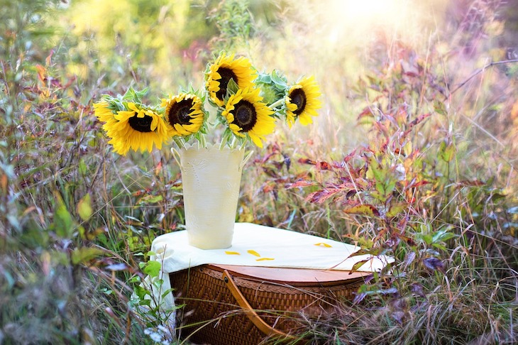 sonnenblume in vase