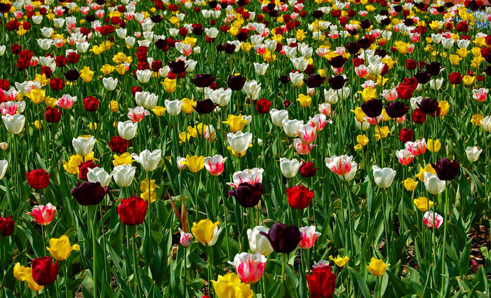 viele blumen