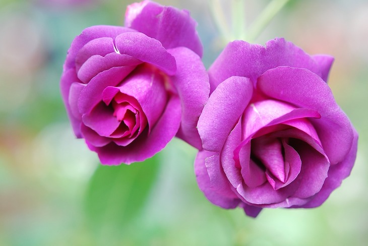 violette-rosen